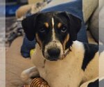 Small #1 Border-Aussie