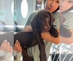 Small Photo #11 Labrador Retriever Puppy For Sale in MARIETTA, GA, USA