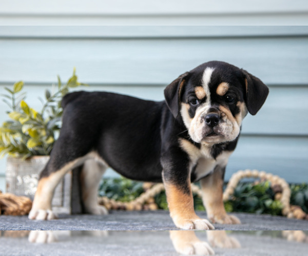 Medium Photo #2 Beabull Puppy For Sale in MILLERSBURG, OH, USA