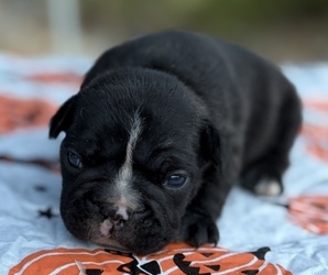 French Bulldog Puppy for sale in HICKORY, NC, USA