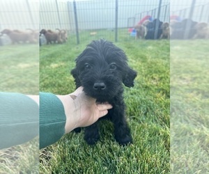 Labradoodle Puppy for Sale in STAR, Idaho USA