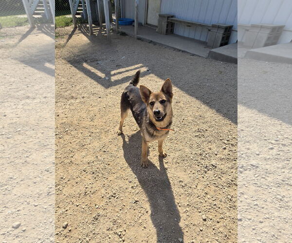 Medium Photo #2 Mutt Puppy For Sale in Maquoketa, IA, USA