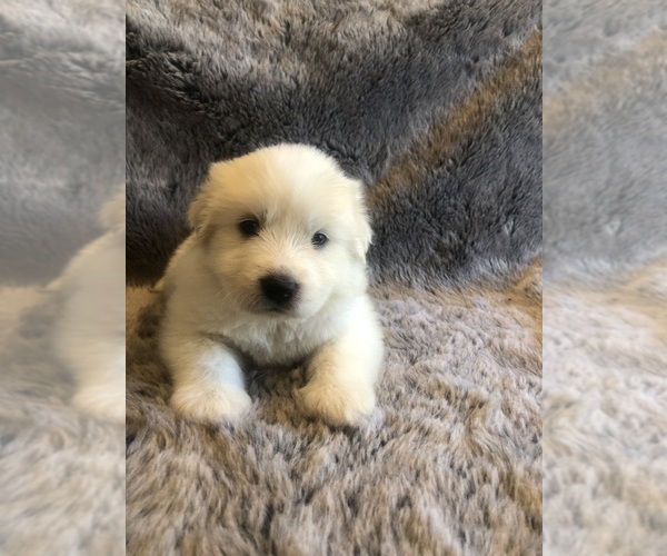 Medium Photo #10 Great Pyrenees Puppy For Sale in WOODLAND PARK, CO, USA