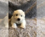 Small #9 Great Pyrenees