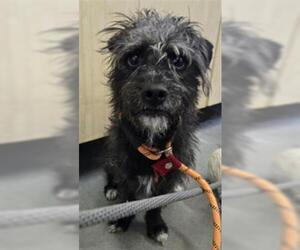 Affen Terrier Dogs for adoption in Camarillo, CA, USA
