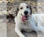 Small Photo #2 Great Pyrenees-Unknown Mix Puppy For Sale in Dallas, TX, USA