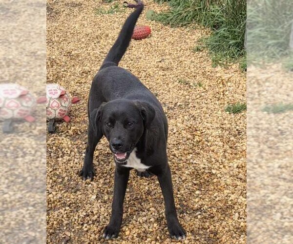 Medium Photo #1 Feist Terrier-Labrador Retriever Mix Puppy For Sale in Anniston, AL, USA
