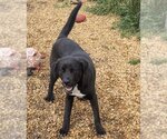 Small Feist Terrier-Labrador Retriever Mix