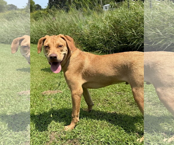 Medium Photo #3 Catahoula Leopard Dog Puppy For Sale in Stover, MO, USA