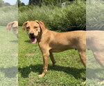 Small #2 Catahoula Leopard Dog