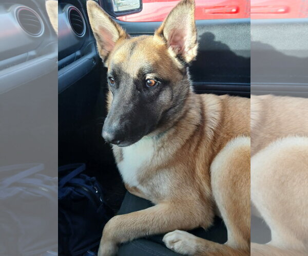 Medium Photo #8 German Shepherd Dog-Unknown Mix Puppy For Sale in Sebec, ME, USA