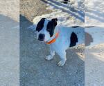 Small #6 American Pit Bull Terrier