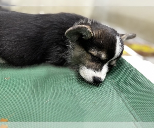 Medium Photo #7 Pembroke Welsh Corgi Puppy For Sale in COBLESKILL, NY, USA