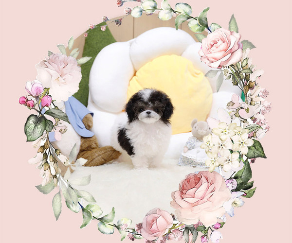 Medium Photo #1 Poodle (Toy) Puppy For Sale in Seoul, Seoul, Korea, South