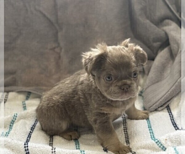 Medium Photo #12 French Bulldog Puppy For Sale in DACULA, GA, USA