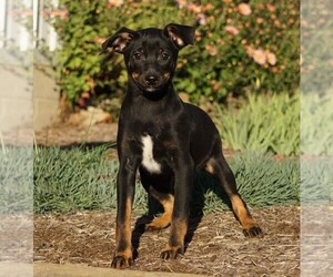 Miniature Pinscher Puppy for sale in FREDERICKSBG, OH, USA