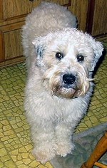 Father of the Soft Coated Wheaten Terrier puppies born on 10/31/2016