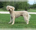 Small #1 Mutt
