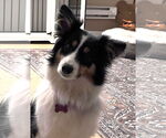 Small #1 Australian Shepherd Mix