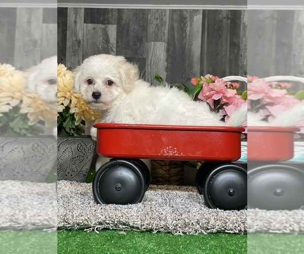 Medium Photo #5 Bichon Frise Puppy For Sale in CANOGA, NY, USA