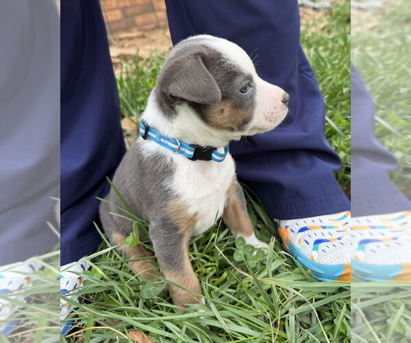 Medium Photo #3 Australian Shepherd-Unknown Mix Puppy For Sale in OKLAHOMA CITY, OK, USA