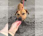 Small #3 Mutt