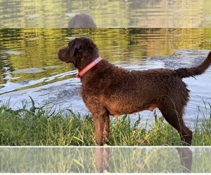 Mother of the Chesapeake Bay Retriever puppies born on 02/04/2020