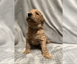 Small Photo #7 Goldendoodle Puppy For Sale in UNION POINT, GA, USA