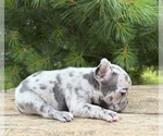 Small #2 French Bulldog