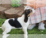 Small Photo #5 Beagle Puppy For Sale in SHILOH, OH, USA