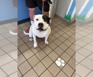 Mutt Dog for Adoption in Burbank, California USA