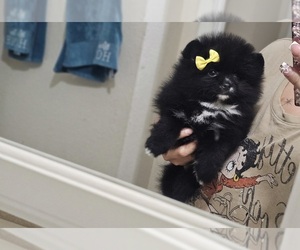 Pomeranian Puppy for sale in LOS ANGELES, CA, USA