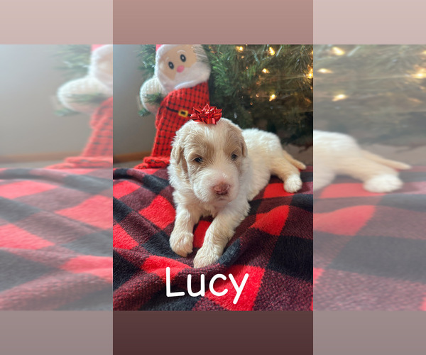 Medium Photo #8 Pyredoodle Puppy For Sale in MINSTER, OH, USA