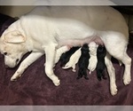Small #2 Labrador Retriever