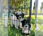 Image preview for Ad Listing. Nickname: Teacup Poodles