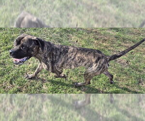 Boxer-Mastiff Mix Dogs for adoption in Decatur, IL, USA