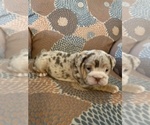 Small Photo #1 English Bulldog Puppy For Sale in CIBOLO, TX, USA