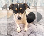 Small #1 Chihuahua Mix