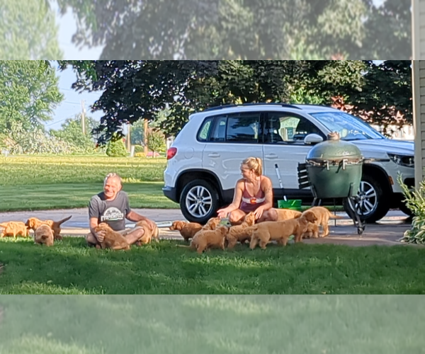 Medium Photo #8 Goldendoodle (Miniature) Puppy For Sale in MILLERSBURG, OH, USA