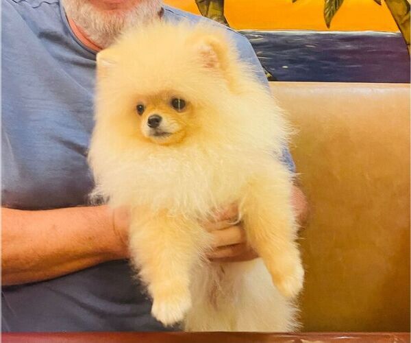 Medium Photo #2 Pomeranian Puppy For Sale in SUNNY ISL BCH, FL, USA