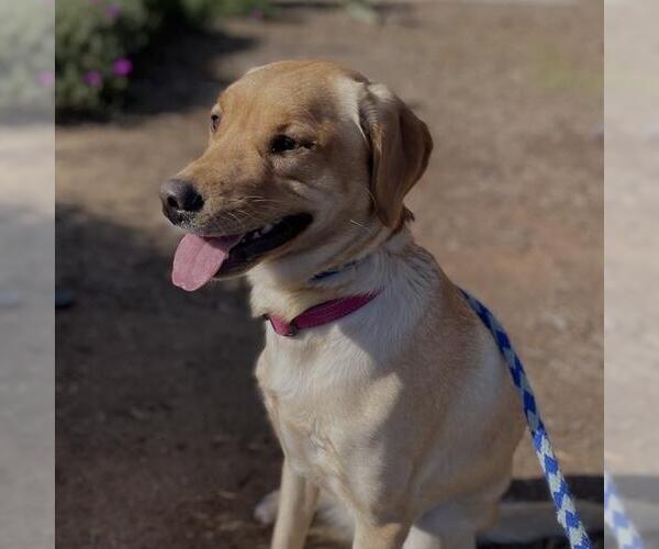 Medium Photo #2 Labrador Retriever Puppy For Sale in San Diego, CA, USA