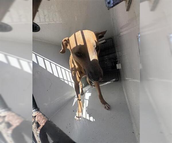 Medium Photo #1 Black Mouth Cur-Unknown Mix Puppy For Sale in Houston, TX, USA