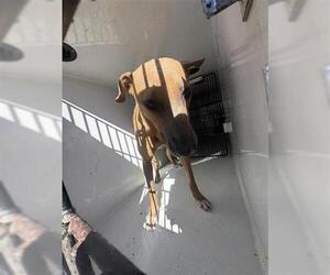 Black Mouth Cur-Unknown Mix Dogs for adoption in Houston, TX, USA