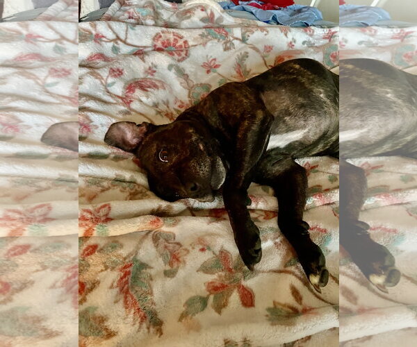 Medium Photo #3 Mutt Puppy For Sale in Clarkston, MI, USA