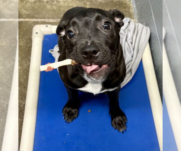 Medium Photo #9 American Pit Bull Terrier Puppy For Sale in Evansville, IN, USA
