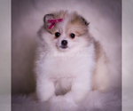 Small Photo #80 Pomeranian Puppy For Sale in WARSAW, IN, USA