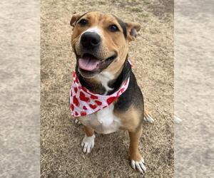 Mutt Dogs for adoption in Tulsa, OK, USA