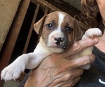 Small #1 Jack Russell Terrier