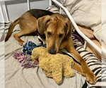 Small #7 Plott Hound