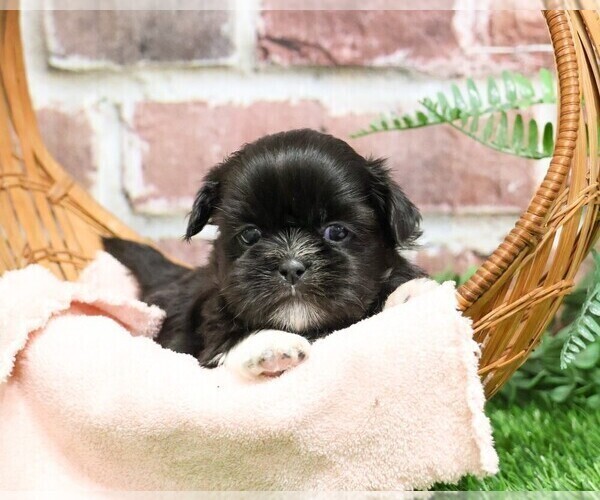 Medium Photo #1 Shih Tzu Puppy For Sale in SYRACUSE, IN, USA